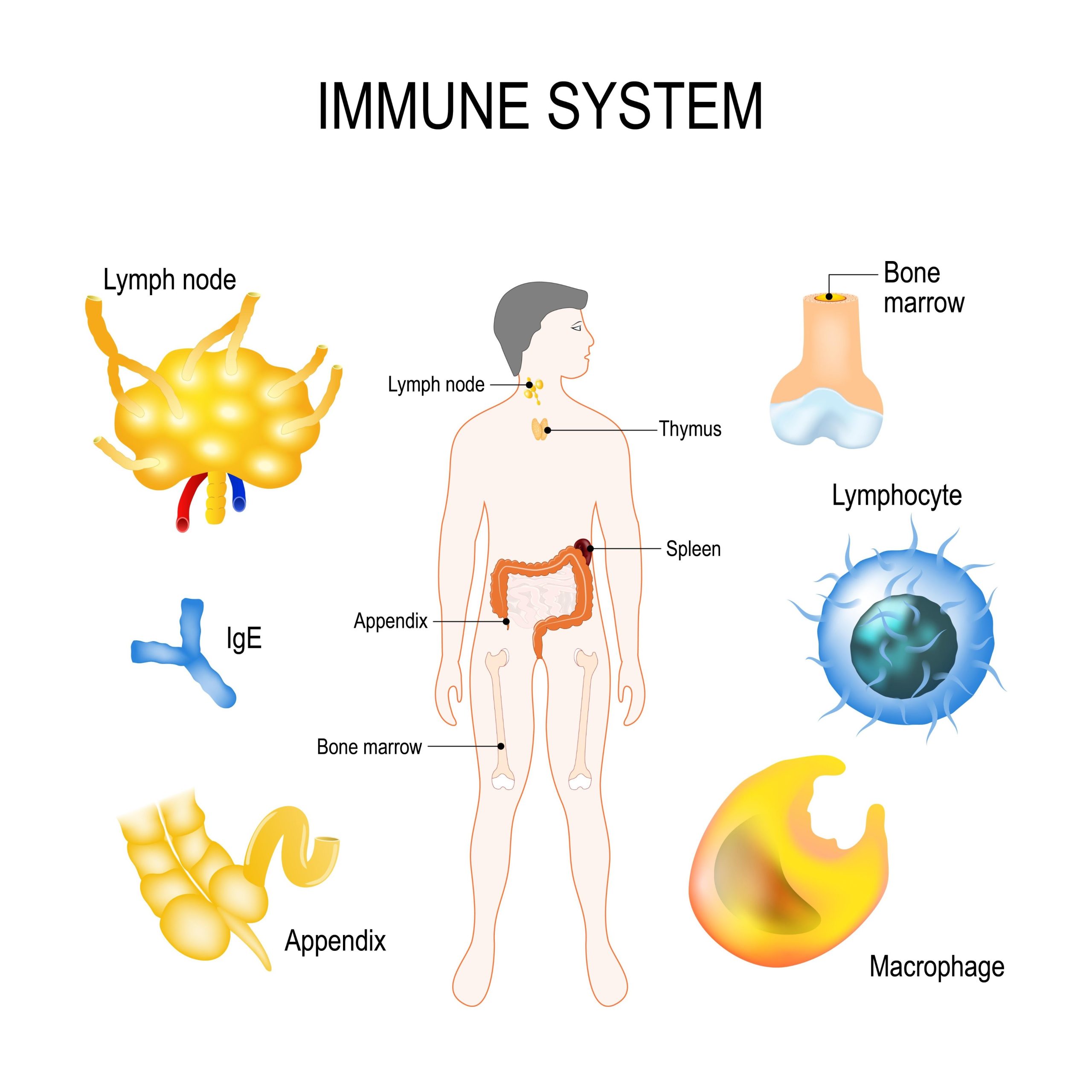 Strengthen Your Immune System: 15 Evidence-Based Tips Strengthen Your Immune System: 15 Evidence-Based Tips