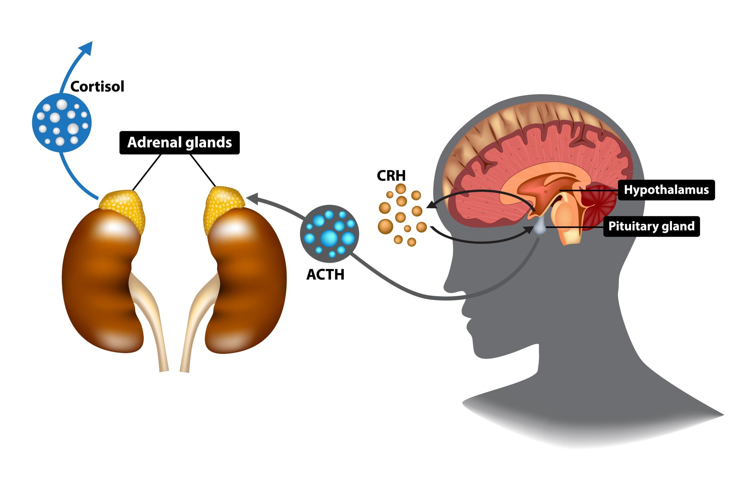 Ashwagandha Benefits: Do Adaptogens Really Work? (2026 Guide)