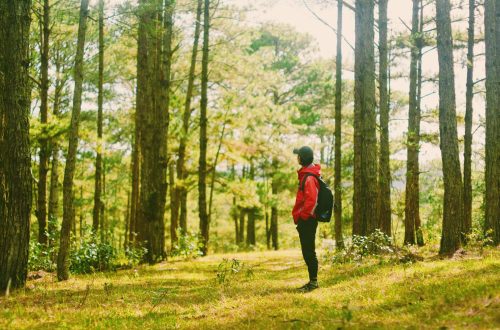 forest bathing shinrin yoku 30984694