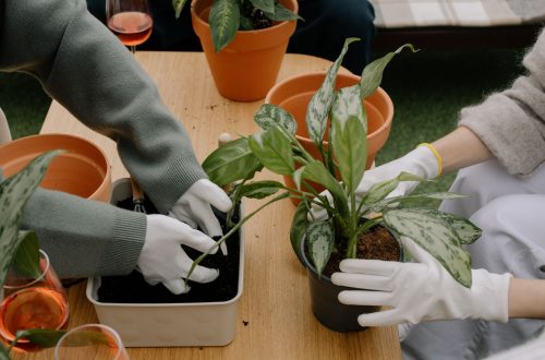 Health Benefits of Gardening: Why Getting Your Hands Dirty Is Good for You