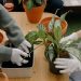 Health Benefits of Gardening: Why Getting Your Hands Dirty Is Good for You