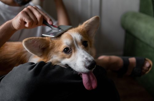 Pet Ownership Health Benefits: How Animals Improve Physical and Mental Wellbeing
