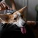 Pet Ownership Health Benefits: How Animals Improve Physical and Mental Wellbeing