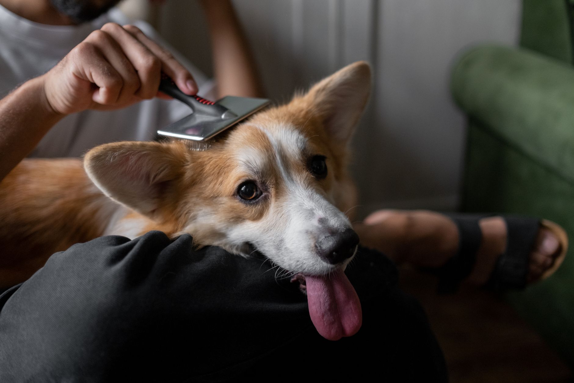 Pet Ownership Health Benefits: How Animals Improve Physical and Mental Wellbeing
